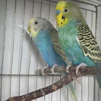 حراج واقعی مرغ عشق