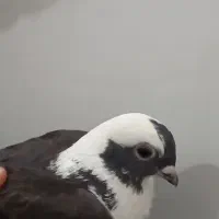 کبوترابلق|پرنده|اهواز, کوی رمضان|دیوار