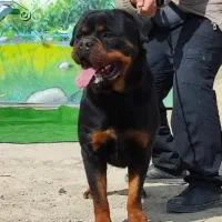 سگ روتوایلر