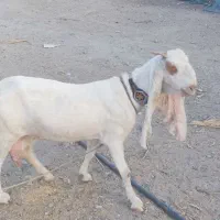 گلابی چشم سفید