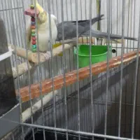 عروس هلندی 2 میلیون