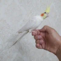 عروس هلندی ۱ ساله ماده|پرنده|رشت, چمارسرا|دیوار