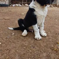 توله سگ|سگ|درودزن, |دیوار