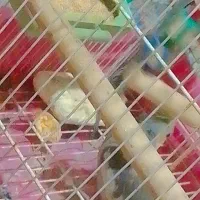 پرنده|پرنده|سراوان, |دیوار