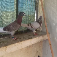 قوره گی نر جانسون