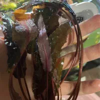 گیاه کریپتون تثبیت شدکمیاب با ریشه بلند فقط دو عدد