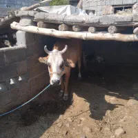 یک راس گاو و یک راس گوساله|حیوانات مزرعه|تخت, |دیوار