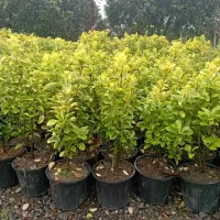 باغبانی و سمپاشی و فروش نهال|گل و گیاه طبیعی|ورامین, ورامین|دیوار