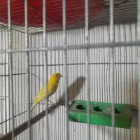 قناری|پرنده|سیرجان, |دیوار