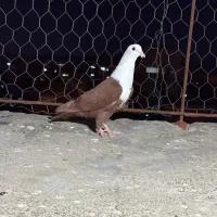 کلاغ ماده بی عیب