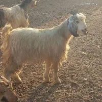 کهره چاق سبک وزن و بز آبستن