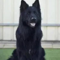 سگ محبوب خانواده ژرمن شپهرد همبازی کودکان