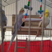 عروس هلندی|پرنده|الیگودرز, |دیوار