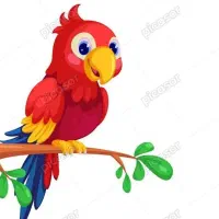طوطی پیدا شده ،