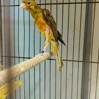 قناری جیبوس نرپرتغالی سرخ سهره رنگ همه بخون