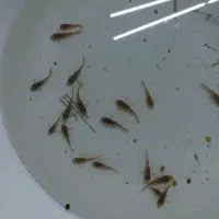 انواع ماهی گلدفیش بوفالو کوریدوراس دیسکس کوی و...|ماهی|مشهد, کوی راد|دیوار