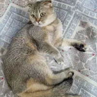 گربه گمشده|گربه|نیشابور, شهرک فرهنگیان|دیوار