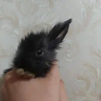 بچه خرگوش لوپ هلندی|موش و خرگوش|اسلام‌شهر, زرافشان|دیوار