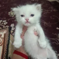 گربه پرشین