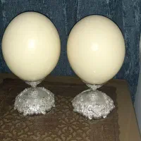 تخم شتر مرغ