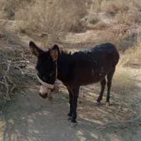 ولاغ سیا ماده