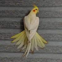 عروس هلندی گمشده محدوده مینودر|حیوانات|قزوین, |دیوار