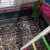 طوطی کوتوله|پرنده|کرمان, |دیوار