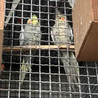 عروس هلندی جوانه