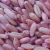 گندم بذر حیدری