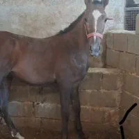 مادیان سواری دار جنگی همراه با کره هردو شجره قوی|اسب و تجهیزات اسبسواری|شیراز, گویم|دیوار