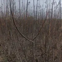 نهال های گردو (تخم مرغی ـچندلر) و نهال گیلاس