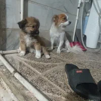 سگ پامر روباهی|سگ|ورامین, ورامین|دیوار