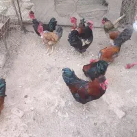 خروس گلپایگانی کاکلی و گردن لختی