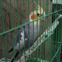 فروش یک عدد عروس هلندی نر|پرنده|خرمدره, |دیوار