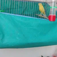 قناری نر|پرنده|کنگاور, |دیوار