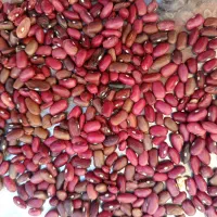 لوبیا قرمز کوهرنگ
