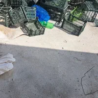 کارگر برای اسیاب