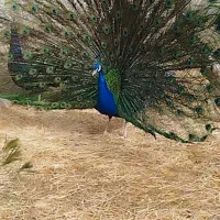 فروش دو عدد طاووس|حیوانات مزرعه|گل تپه, |دیوار