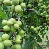باغ-باغچه-تاکستان