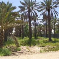 باغ شهری ۲۰۰۰ متری|فروش خانه و ویلا|جهرم, |دیوار