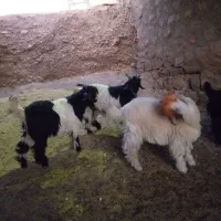 بیگ تخمی