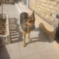 واگذاری سگ بازی گوش|سگ|ضیاء آباد, |دیوار