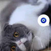 واگذاری گربه اسکاتیش بلو فولد نر عقیم نشده|گربه|کرج, شهرک بنفشه|دیوار