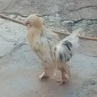 خروس سلطان