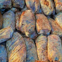 فروش ۱۰۰تن ضایعات خرما سیس و کبکاب