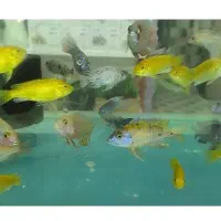 فروش ماهی بلو آکارا و پرت پلار|ماهی|مشهد, انقلاب|دیوار