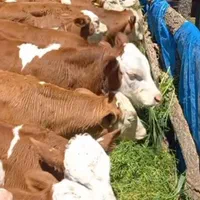 بزرگترین صادرکننده داشتی و پرواربندی