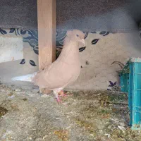 کفتر رنگه کلاغ کربلایی کله سفید و دم سفید|پرنده|تربت‌حیدریه, بهشت عسکری|دیوار