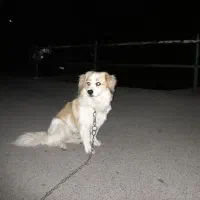 پاکوتاه شیتزو|سگ|لیسار, |دیوار