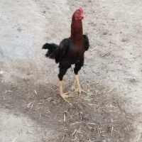 خروس لاری ۹ماهه ترک افغان آماده سالم